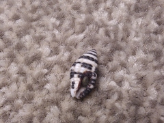 Engina zonalis