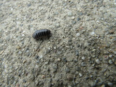 Armadillidium vulgare