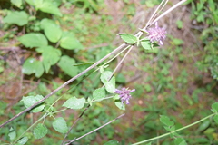 Agastache palmeri