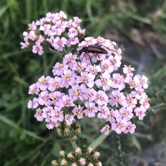 Achillea roseo-alba