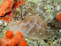 Halgerda batangas