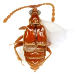 Atinus monilicornis