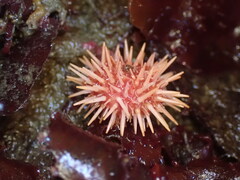 Mesocentrotus franciscanus