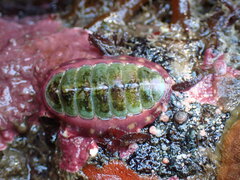 Dendrochiton