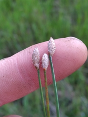 Eleocharis melanocarpa