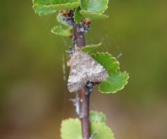 Udea inquinatalis