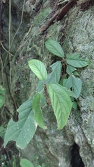 Smithiantha cinnabarina