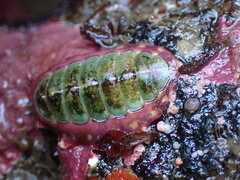 Dendrochiton