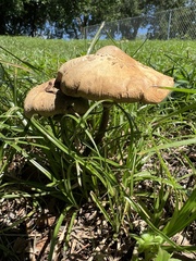 Chlorophyllum molybdites
