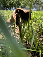 Chlorophyllum molybdites