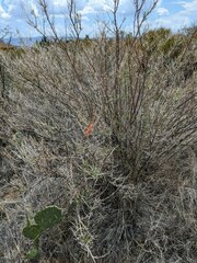 Anisacanthus linearis