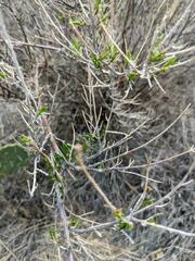 Anisacanthus linearis