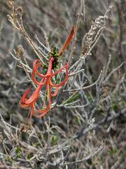 Anisacanthus linearis