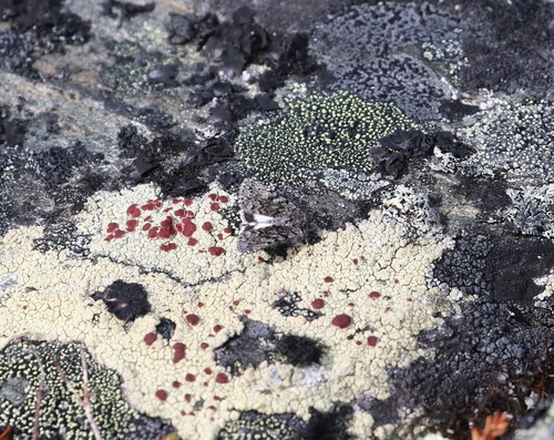 Sympistis heliophila