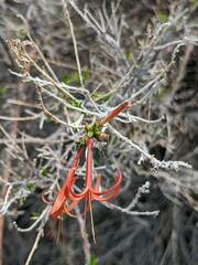 Anisacanthus linearis