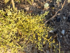 Thesium ramosum