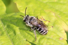 Colletes latitarsis
