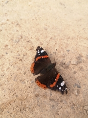 Vanessa atalanta