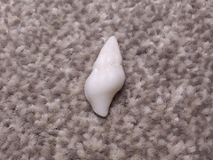 Nodopelagia brazieri