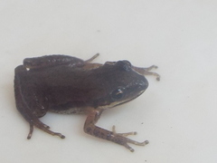 Pseudacris triseriata