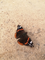Vanessa atalanta