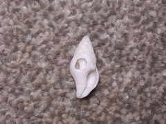 Nodopelagia brazieri