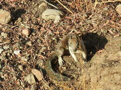 Otospermophilus beecheyi