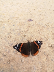 Vanessa atalanta