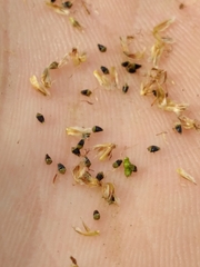 Eleocharis melanocarpa