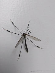 Bittacomorpha occidentalis