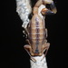 奧吉斌織尾蠍 - Photo 由 Brendan O'Loughlin 所上傳的 (c) Brendan O'Loughlin，保留部份權利CC BY-NC