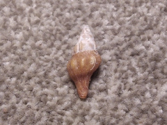 Nodopelagia brazieri