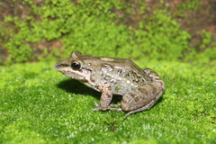 Leptodactylus fragilis