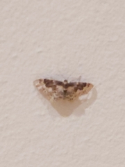 Idaea rusticata