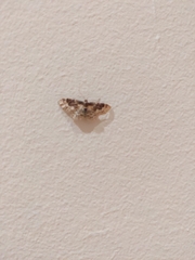 Idaea rusticata