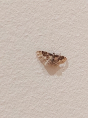 Idaea rusticata
