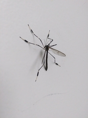 Bittacomorpha occidentalis