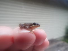 Pseudacris triseriata