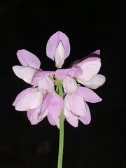 Securigera varia