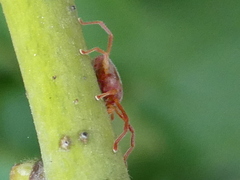 Erythraeidae
