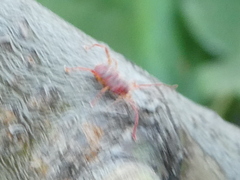 Erythraeidae