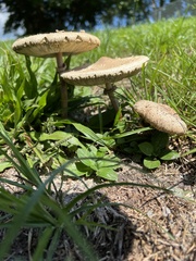 Chlorophyllum molybdites