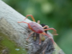 Erythraeidae