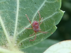 Erythraeidae