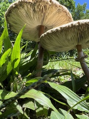 Chlorophyllum molybdites