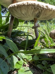 Chlorophyllum molybdites