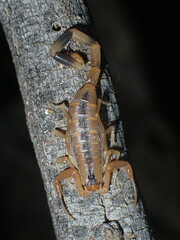 Uroplectes otjimbinguensis