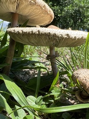 Chlorophyllum molybdites