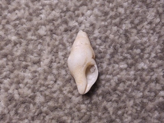 Nodopelagia brazieri