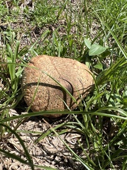 Chlorophyllum molybdites